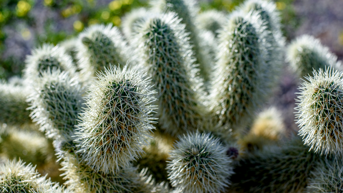 Zergatik ziztatzen du kaktusak?