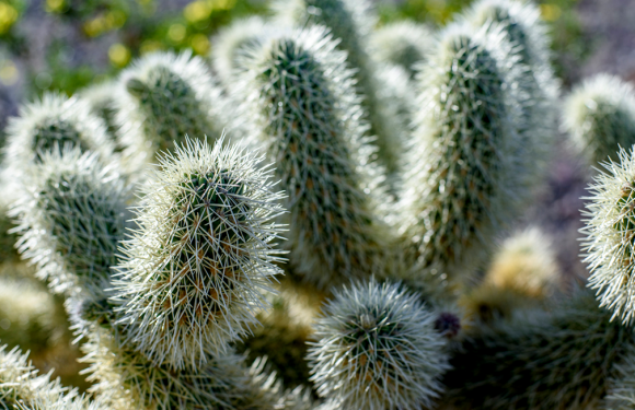 Zergatik ziztatzen du kaktusak?